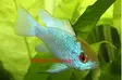 Perhoskirjoahven "electric blue" - Kirjoahvenet - 112874 - 1