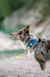 Woolly Wolf Alpha 360 Deep Teal Panta - Tekstiilipannat - 6430072385844 - 2