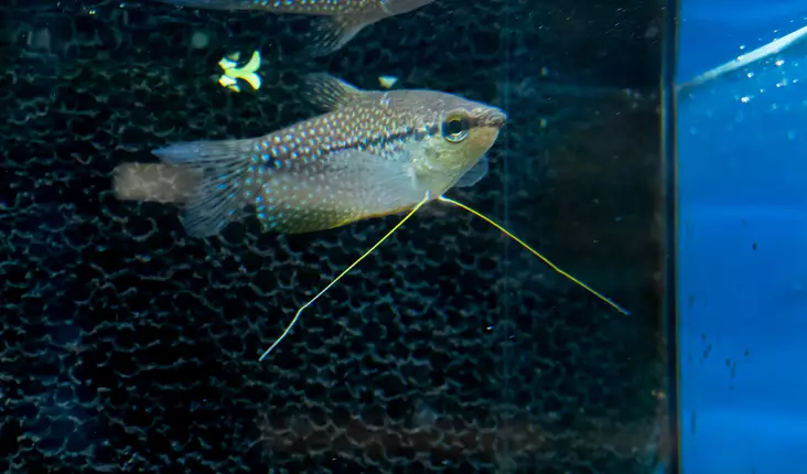 Helmirihmakala - Labyrinttikalat - 7050084 - 1