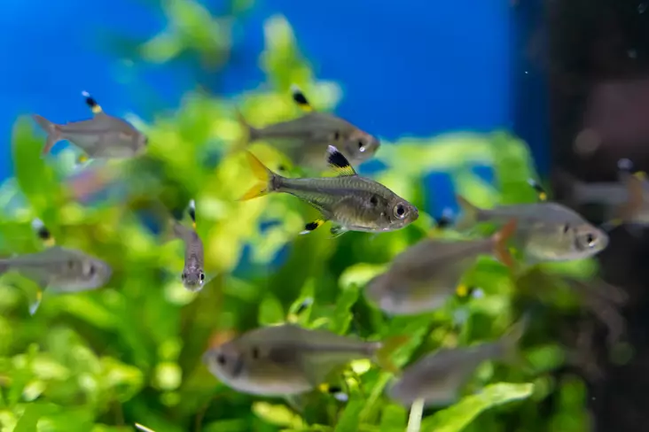 Intiaanisulka - Tetrat - 2818014 - 1