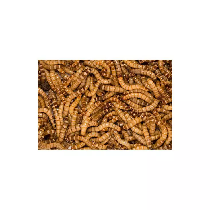 Jättijauhomato 1kg - Matelijoiden sirkat ym tuoreruoat - 7330002034554 - 1