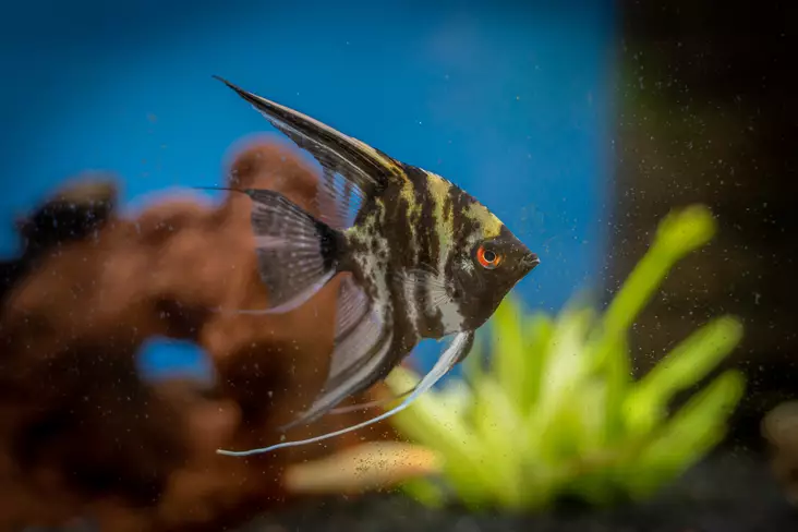 Lehtikala Marble - Kirjoahvenet - 7080234 - 1