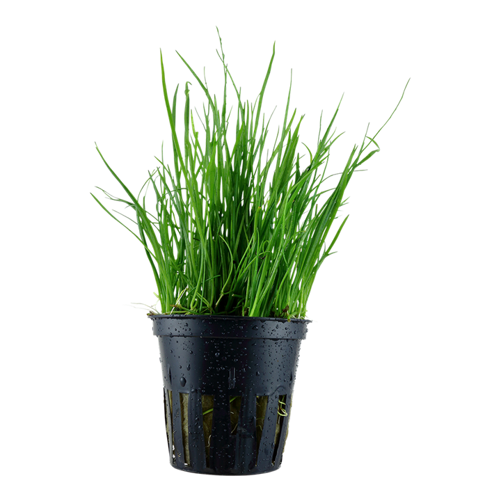 Maorinkääpiöruoho - Akvaariokasvit - 095400502254 - 1