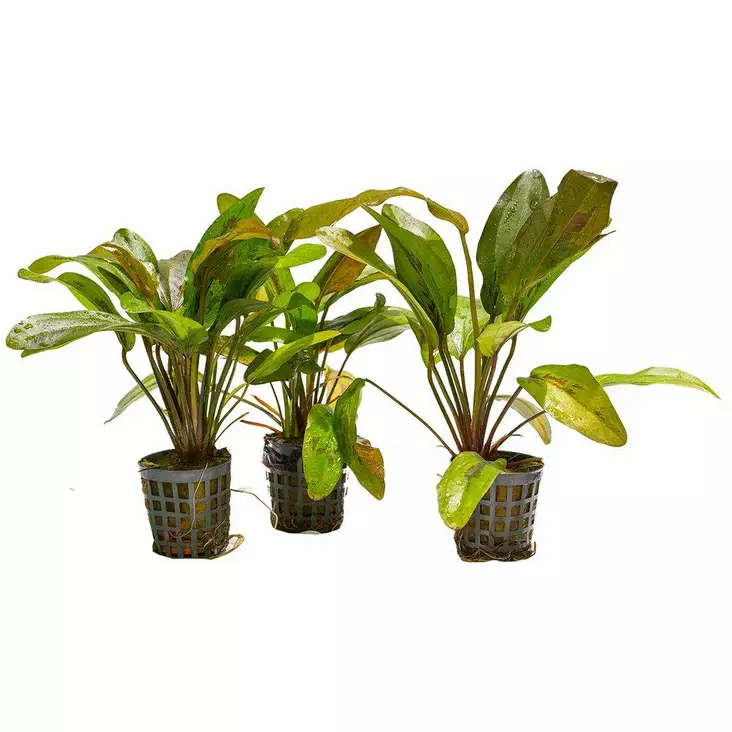 Akvaariokasvi Echinodorus altlandsberg - Akvaariokasvit - 097142300094 - 1