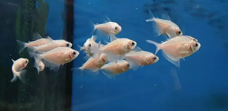 Mustatetra "valkoinen" - Tetrat - 7010194 - 1