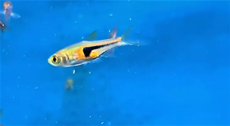 Rusokiilakylki - Särkikalat - 45633288524 - 1