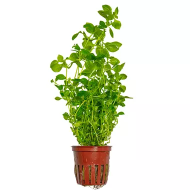 Luhtarusolehti Ludwigia palustris 'Green - Akvaariokasvit - 52263418574 - 1