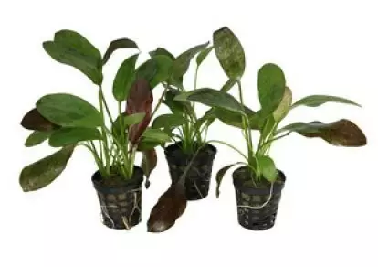 Akvaariokasvi Echinorous ozelot "red" - Akvaariokasvit - 70040024 - 1