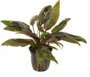 Akvaariokasvi Cryptocoryne wendtii "brow - Akvaariokasvit - 7020014 - 1