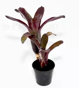 Bromelia Neoregelia sp. amazon - Terraariokasvit elävät - 265147894 - 1