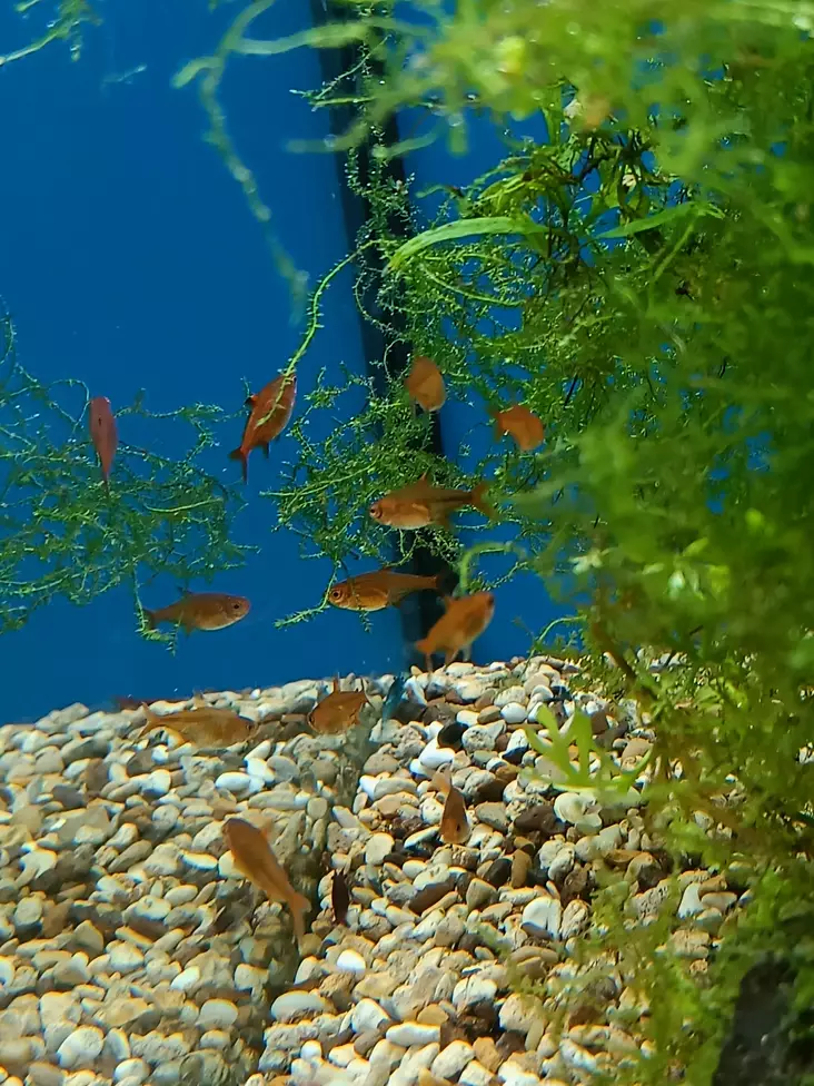 Hehkutetra - Tetrat - 7010324 - 2