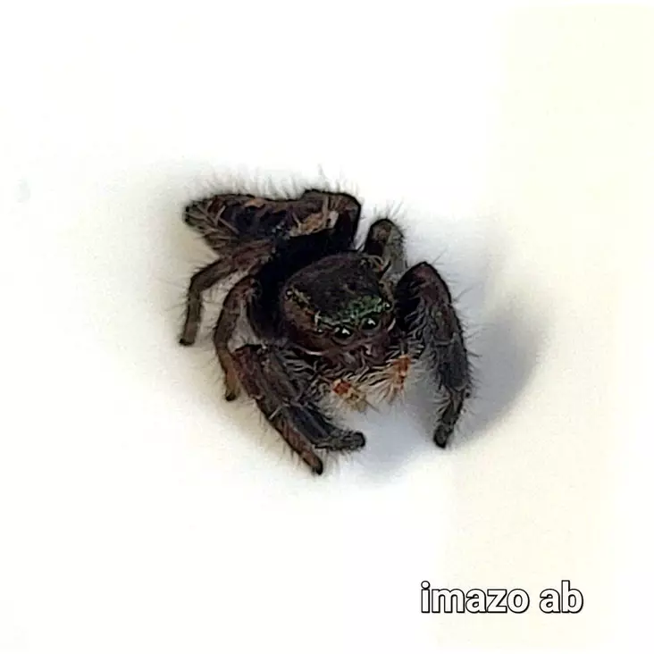 Hyppyhämähäkki Phidippus spec. “Ometepe” - Hämähäkit ja skorpionit - 03402924 - 1