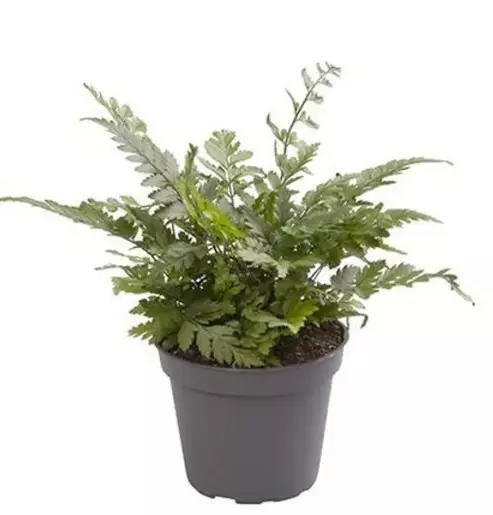 Idänhärkylä - Terraariokasvit elävät - 0465784 - 1