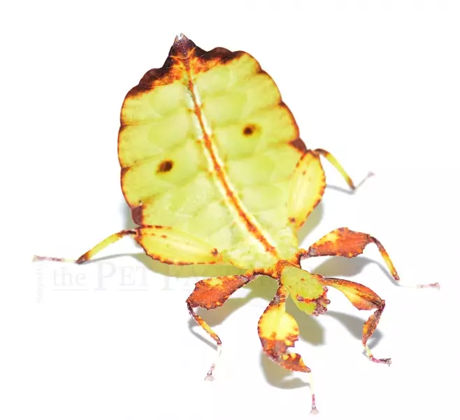 Kummitussirkka Phyllium tobeloense - Kuoriaiset, sauvasirkat ym - 4543556234 - 1