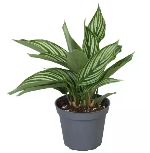 Maija vittata - Terraariokasvit elävät - 41654894164 - 1