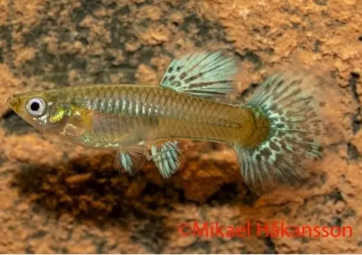 Miljoonakala tiger king cobra - Synnyttävät ja killit - 165411654 - 1