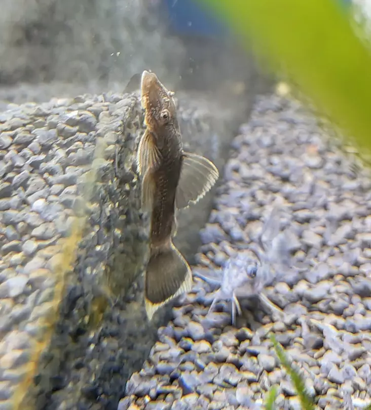 Partamonni "Green Dragon" - Pohjakalat - 03302164 - 1