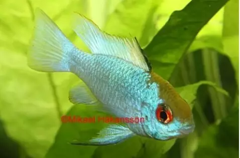 Perhoskirjoahven "electric blue" - Kirjoahvenet - 112874 - 1