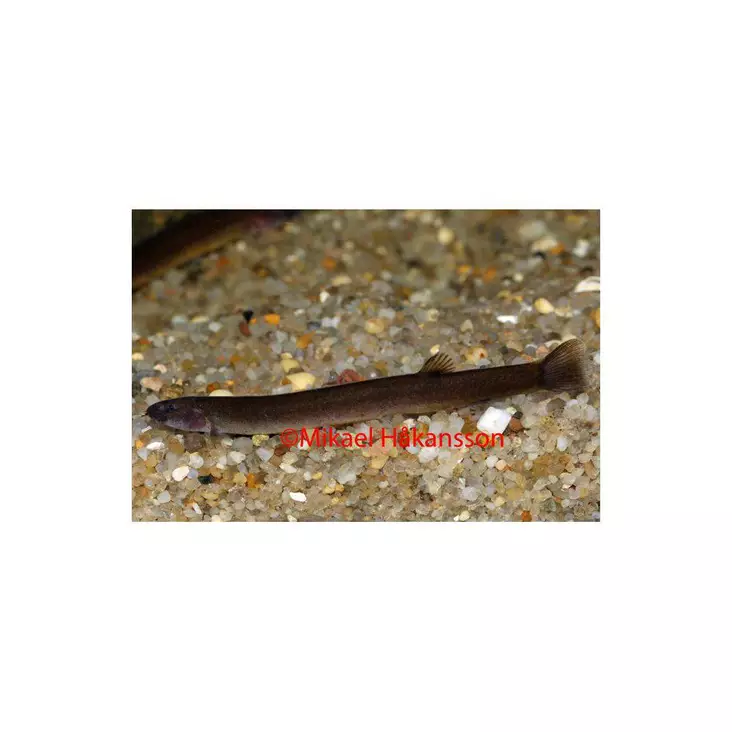 Piikkisilmä tumma - Pohjakalat - 441064 - 1