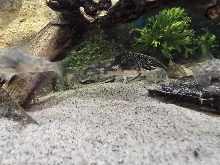 Ruutumonninen Scleromystax barbatus - Pohjakalat - 0114566765654 - 1