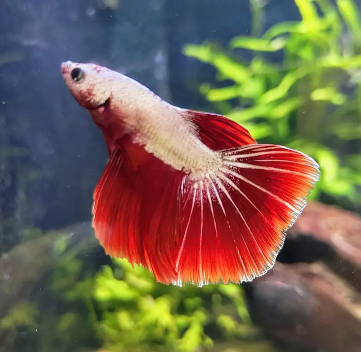 Taistelukala koiras Snow whitered dragon - Labyrinttikalat - 786416541654 - 1