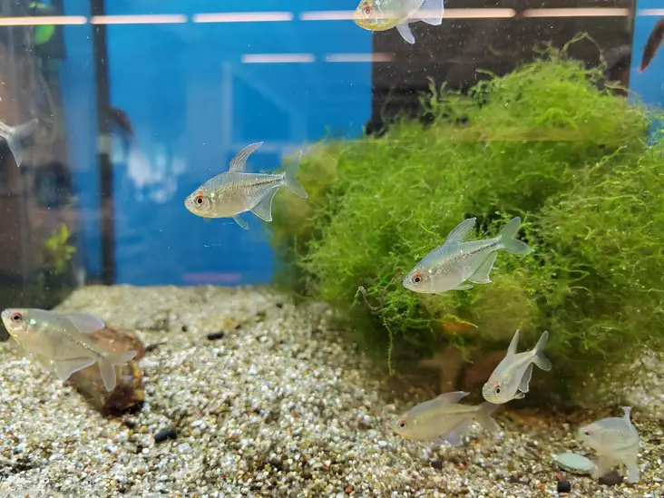 Timanttitetra - Tetrat - 7010354 - 1