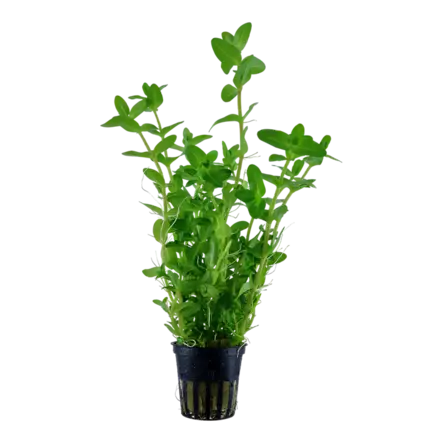 Akvaariokasvi Isorasvalehti - Akvaariokasvit - 282020215 - 1