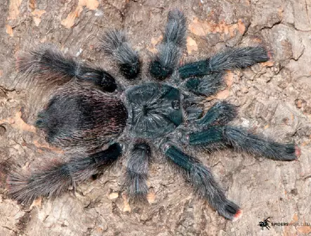 Avicularia Metallica Metallic Pink toe - Hämähäkit ja skorpionit - 26552555 - 1