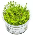 1-2-Grow Proserpinaca palustris "cuba" - Akvaariokasvit - 5703249837325 - 1