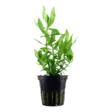 Akvaariokasvi Hygrophila polysperma - Akvaariokasvit - 282020765 - 1