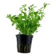 Pikkurasvalehti Bacopa monnieri Compacta - Akvaariokasvit - 8715897015915 - 1