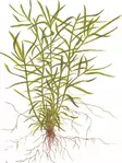 Heteranthera zosterifolia karttulehti - Akvaariokasvit - 0930175 - 1