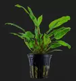 Akvaariokasvi cryptocoryne wendtii "gree - Akvaariokasvit - 70010015 - 1