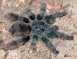 Avicularia Metallica Metallic Pink toe - Hämähäkit ja skorpionit - 26552555 - 1