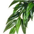 Exoterra Ruscus small - Tekokasvit - 015561230315 - 1
