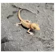 "gekko madagasgar" Paroedura picta - Liskot ja kilpikonnat - 03551993335 - 1