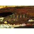 L104 Klovnipuupleko panaqolus maccus - Pohjakalat - 0220205 - 1