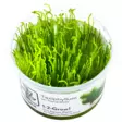 Tropica sammal Taxiphyllum Flame Moss - Akvaariokasvit - 5703249803825 - 1