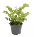 Viheradiantumi "fritz-luthi" - Terraariokasvit elävät - 46415645 - 1