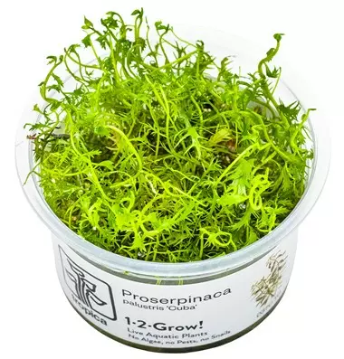 1-2-Grow Proserpinaca palustris "cuba" - Akvaariokasvit - 5703249837325 - 1