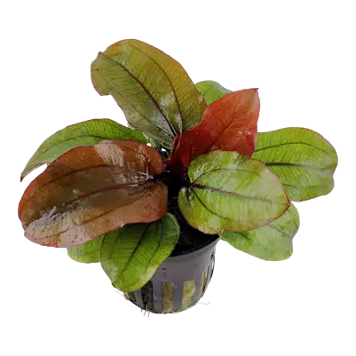 1-2Grow! Echinodorus sp. "reni" - Akvaariokasvit - 5703249872425 - 1