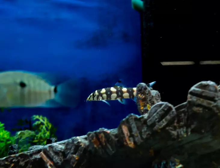 Harlekiininuoliainen - Nuoliaiset - 7030155 - 1