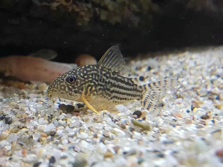 Helmimonninen - Pohjakalat - 7040085 - 1