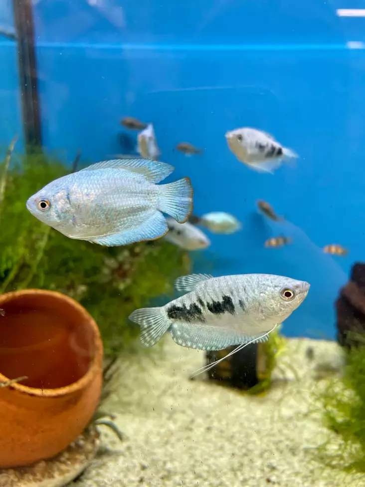 Kääpiörihmakala "Neon" - Labyrinttikalat - 3977564525485 - 1