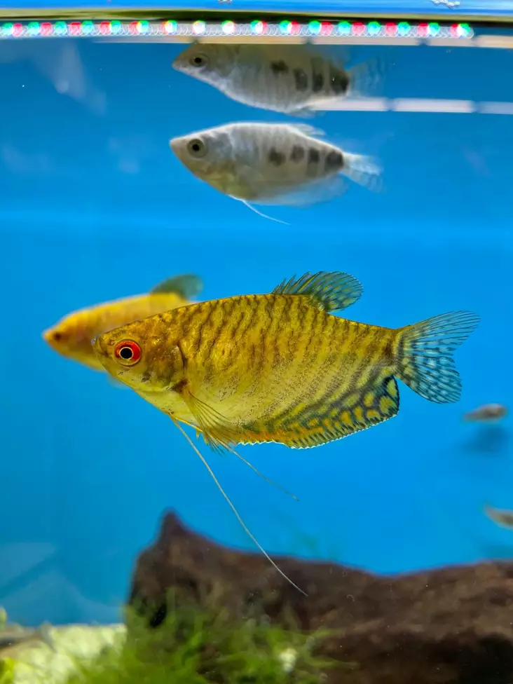 Keltarihmakala - Labyrinttikalat - 7050015 - 1