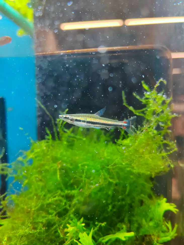 Kirjosuppusuu - Tetrat - 272305 - 1