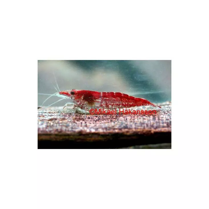 Kirsikkasukarapu mix - Ravut ja kotilot - 034002700025 - 1