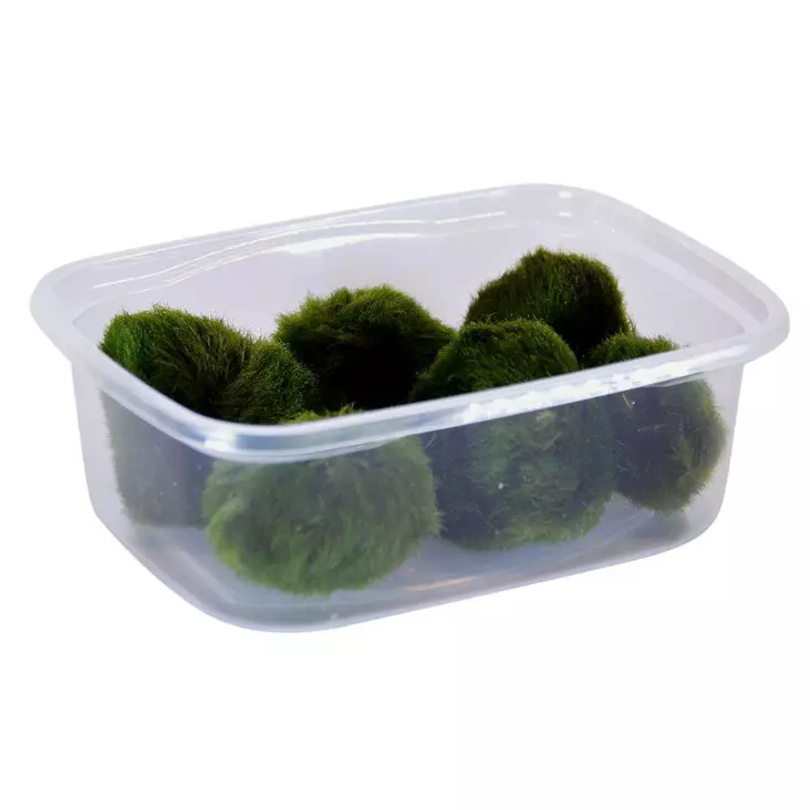 Leväpallo Chladoflora sp - Akvaariokasvit - 3922814251485 - 1