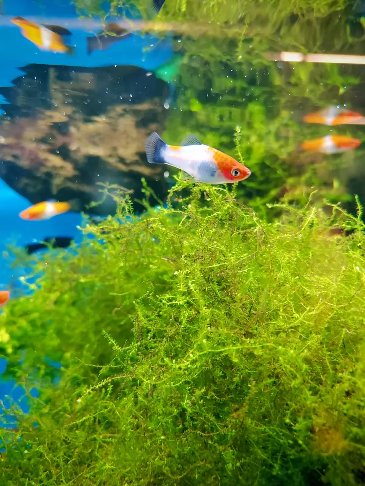 Miekkapyrstö Kohaku - Synnyttävät ja killit - 463021255 - 1