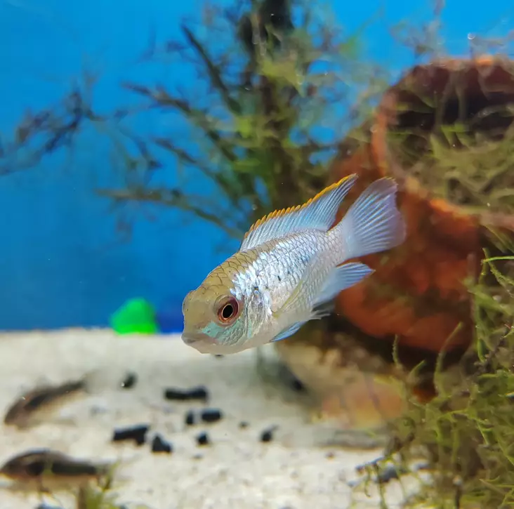 Sinikirjoahven "Electric Blue" - Kirjoahvenet - 3959194189565 - 1